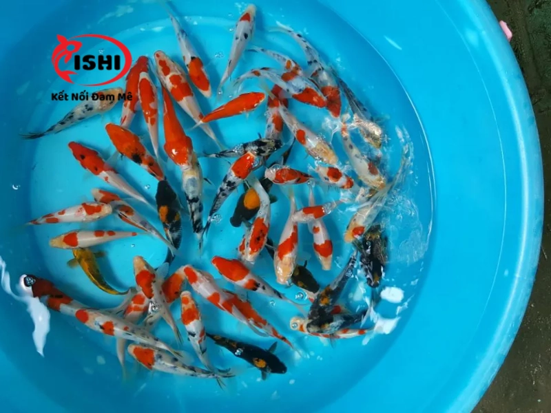 Chọn cá koi mini uy tín chất lượng