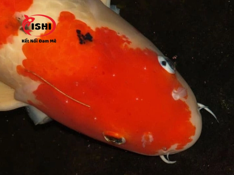 Những triệu chứng của bệnh đốm trắng Ich ở cá koi