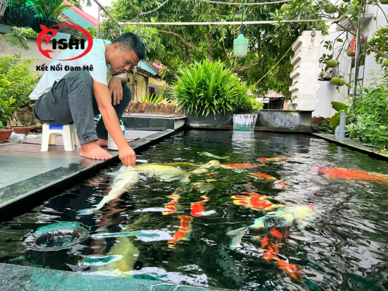Một số lưu ý khi chơi cá koi