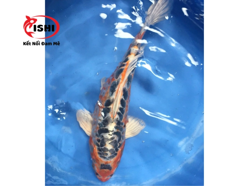 Cá Koi Shusui