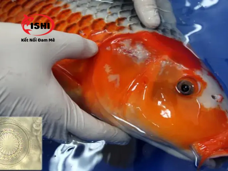 Những dấu hiệu nhận biết trùng bánh xe trên cá