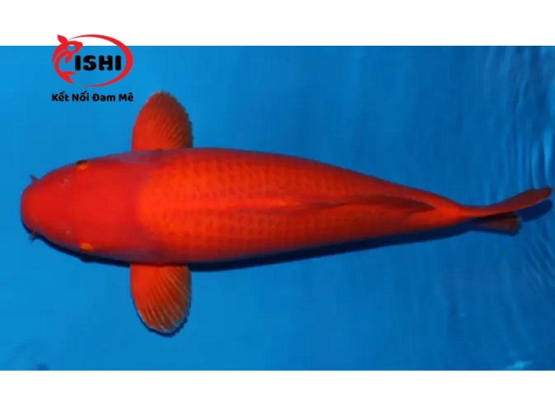 Cá Koi Benigoi