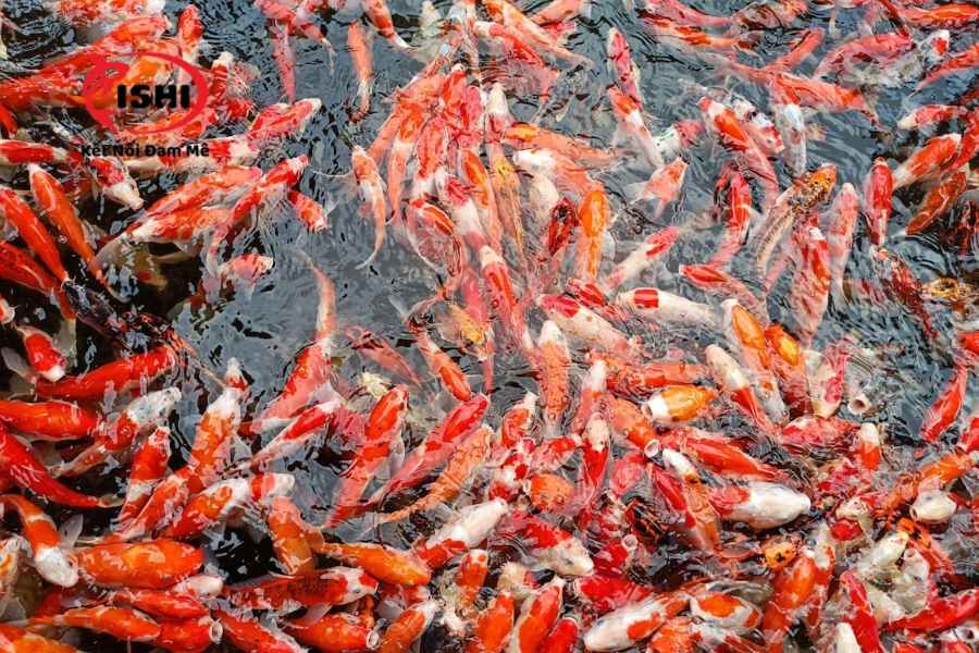 Trại Cá Koi Hà Nam Uy Tín & Chất Lượng Nhất Hiện Nay