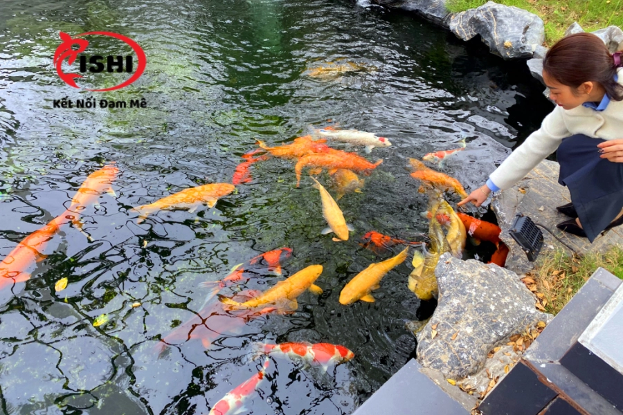 Địa Điểm Mua Cá Koi Uy Tín, Chất Lượng Tại Đăk Lăk | IshiKoi Farm