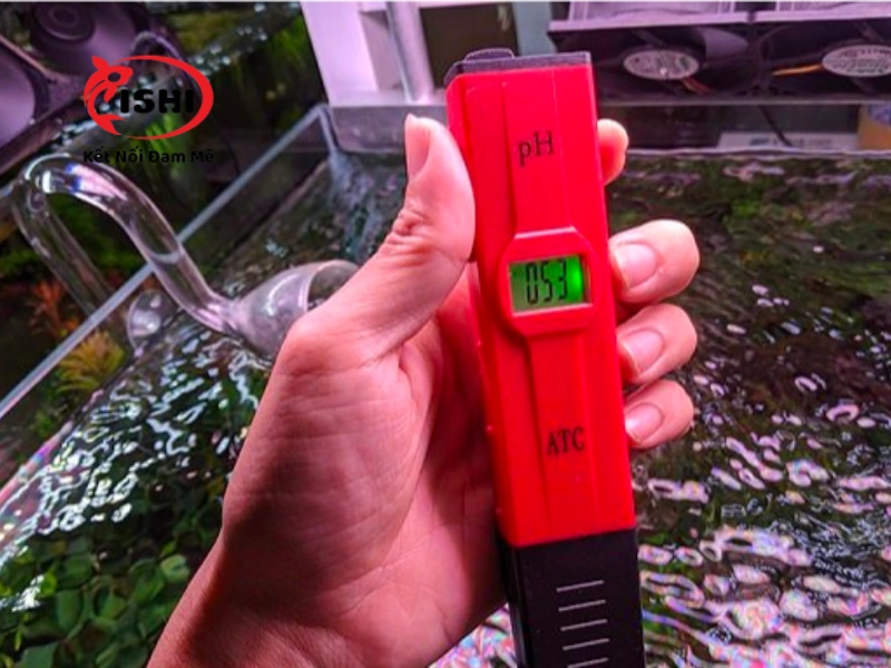 Kiểm tra độ pH nước hồ cá mới xây