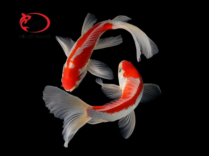 Sức Mạnh của Cá Koi là địa chỉ chuyên cung cấp cá Koi Đà Nẵng