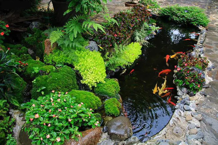 Chọn các thiết bị phụ kiện cá Koi cho phù hợp nhất