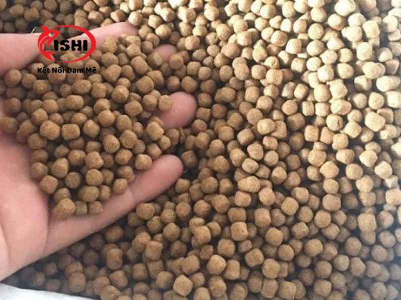 Sử dụng cám tăng trưởng giúp cá Koi tăng kích thước