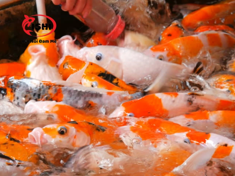 Thả cá koi với mật độ quá dày khiến cá koi không chịu ăn