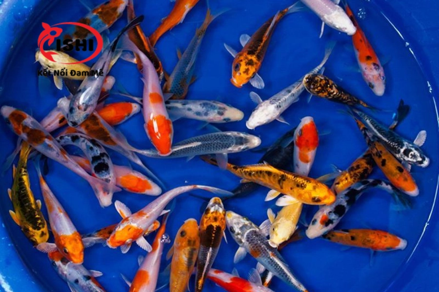Địa Điểm Mua Cá Koi Uy Tín, Chất Lượng Tại Lâm Đồng | IshiKoi Farm