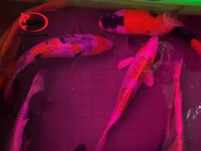 Có thể cho cá bị tuột nhớt tắm thuốc tím theo liều lượng để chữa trị