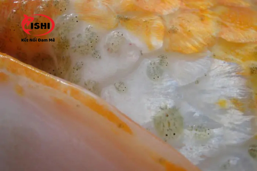 Bệnh rận nước ở cá Koi là gì? Nguyên nhân và cách điều trị dứt điểm