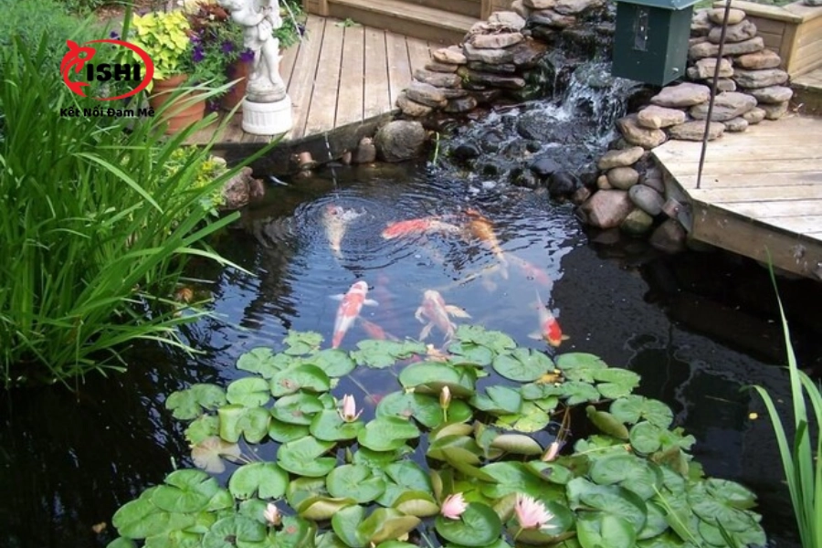 Có Nên Rải Sỏi Trong Hồ Cá Koi?