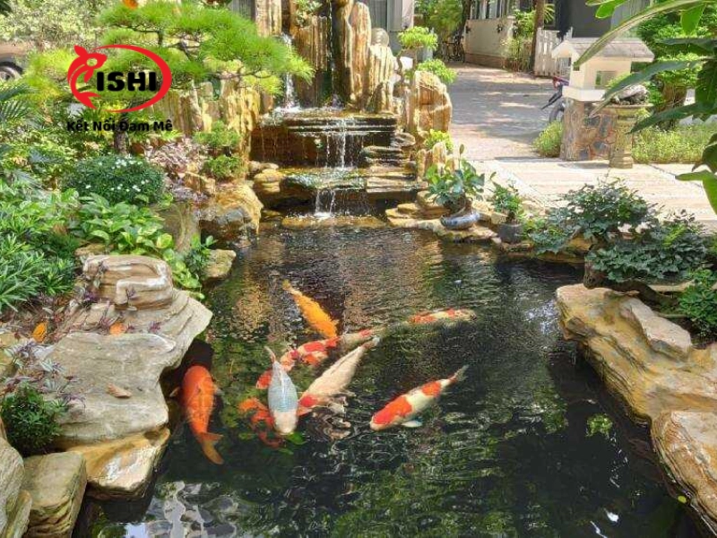 Ưu điểm khi mua cá Koi tại IshiKoi Farm
