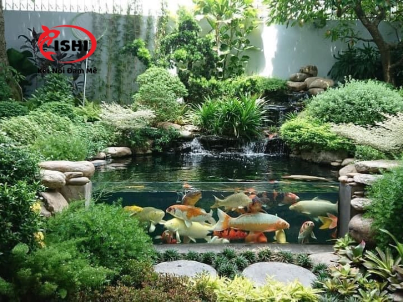 Phòng bệnh nấm trắng cho cá koi