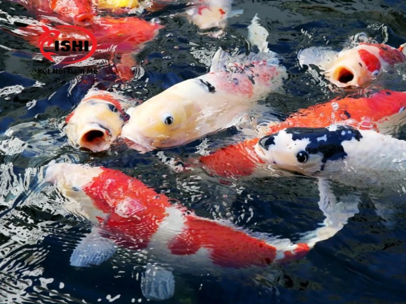 Koi Hoàng Văn Thái cung cấp cá koi Nhật nhập khẩu uy tín