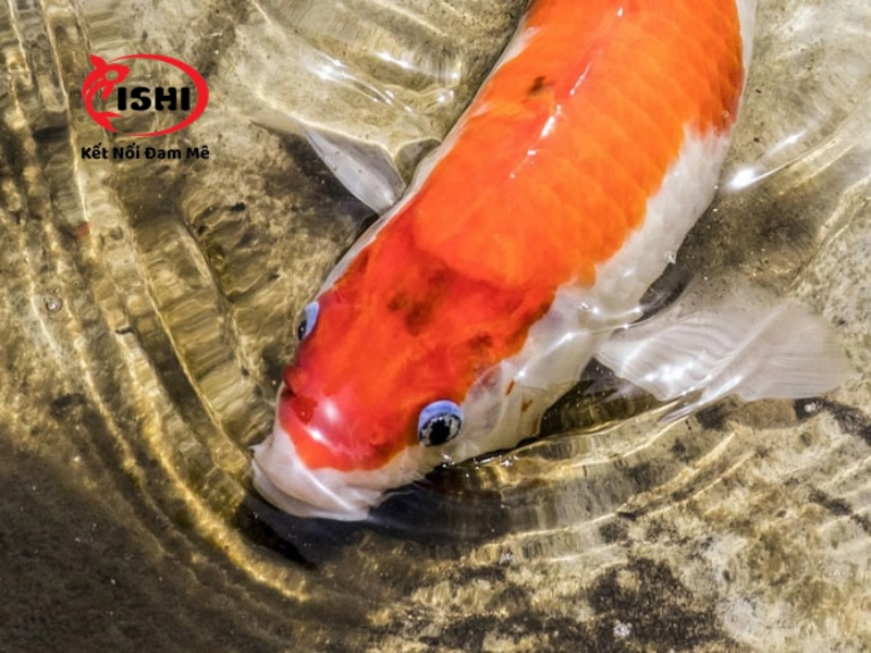 Các triệu chứng của cá koi khi bị bệnh đỏ mình