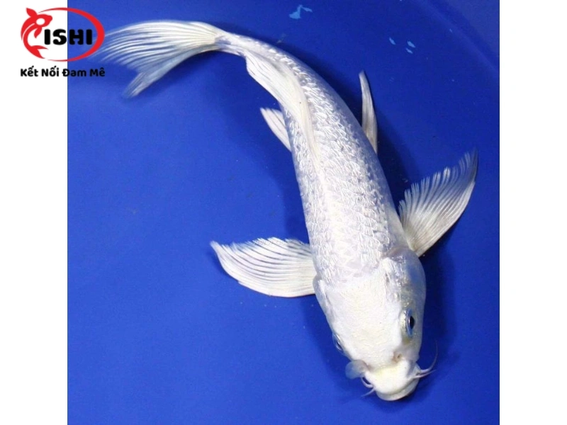 Cá Koi Platinum