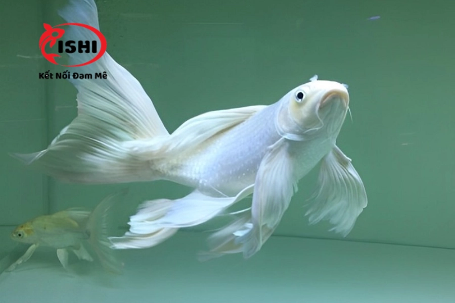 Địa Điểm Mua Cá Koi Uy Tín, Chất Lượng Tại Ninh Thuận | IshiKoi Farm