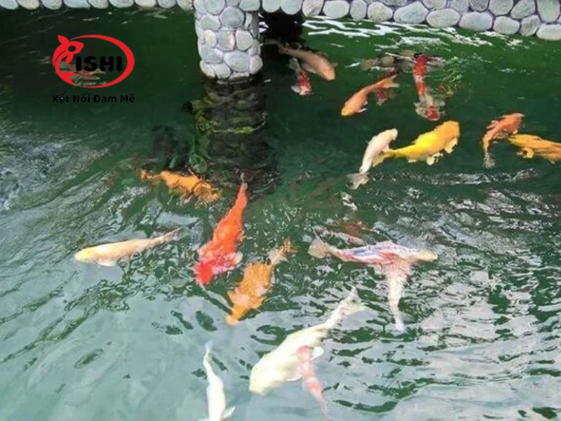 Những lý do khiến cá koi bơi ngửa bụng