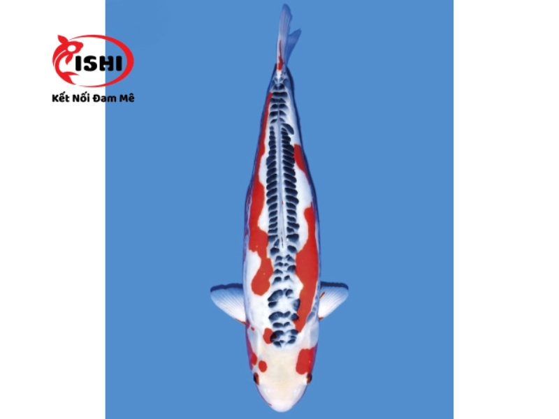 Cá Koi Shusui