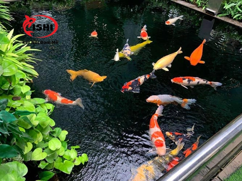 Hướng dẫn chăm sóc cá koi Cao Bằng