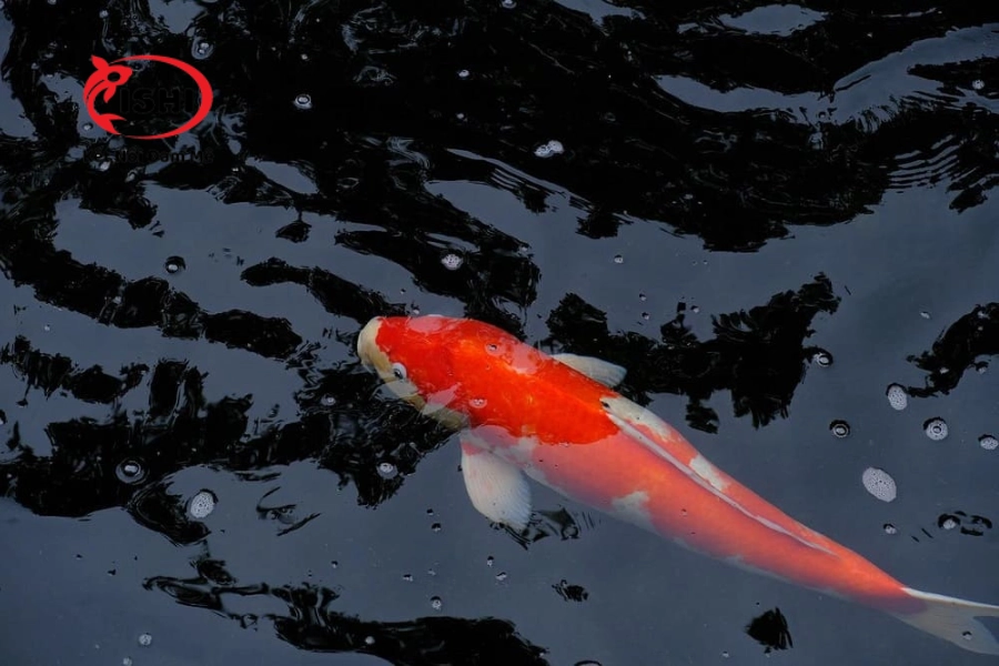 Cá Koi Bị Stress: Nguyên Nhân, Dấu Hiệu & Cách Khắc Phục