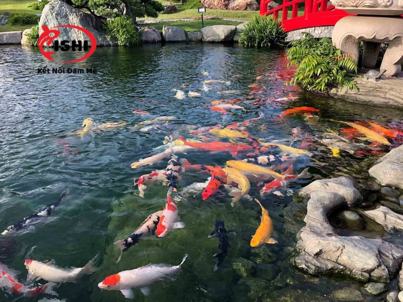 Giới thiệu về trại cá koi Ishikoi tại Bắc Ninh