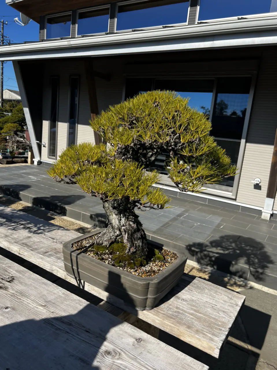 Cây tùng la hán Cây tùng la hán tạo kiểu