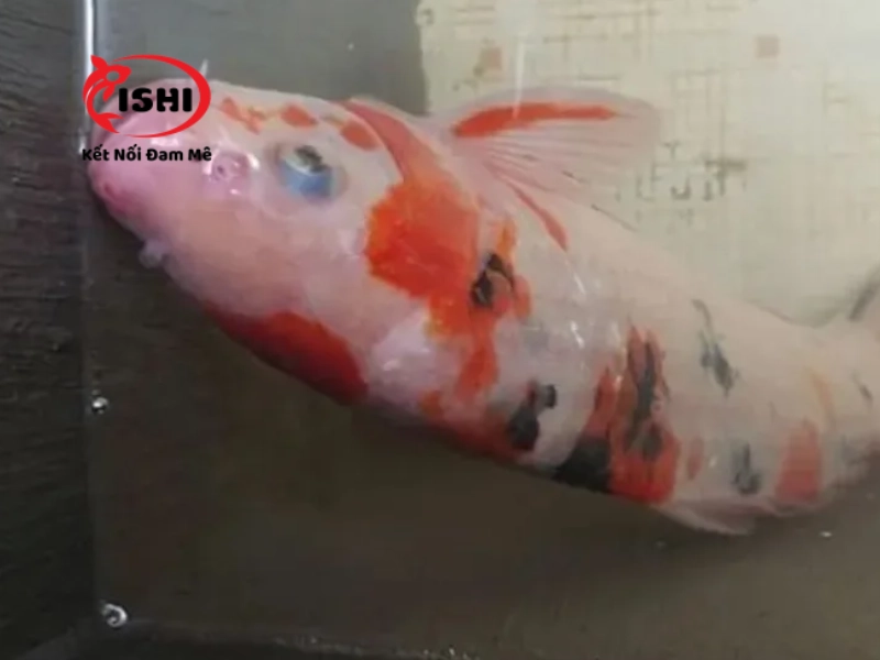 Tình trạng cá koi bơi ngửa bụng