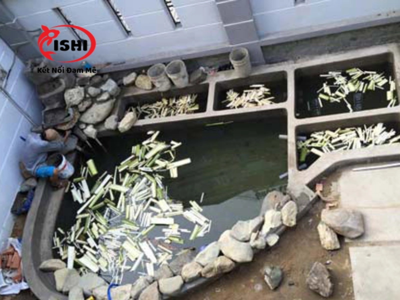 Khử mùi xi măng hồ cá bằng phương pháp tự nhiên