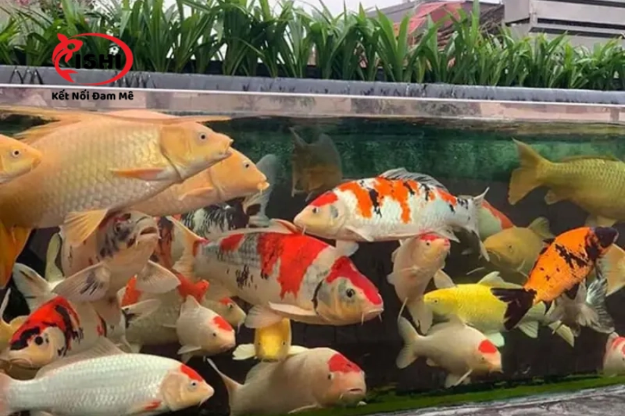 Trại Cá Koi Hà Tĩnh Uy Tín & Chất Lượng Nhất Hiện Nay