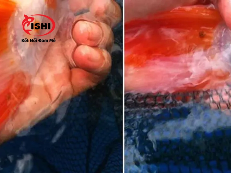 Những nguyên nhân khiến cá koi bị rận nước cá koi