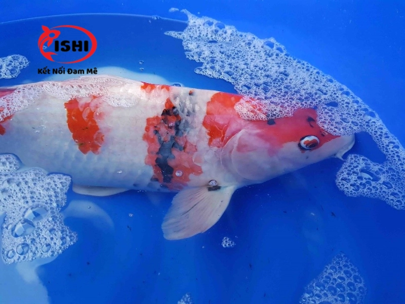 Cách ly cá bệnh ra khỏi đàn khỏe mạnh