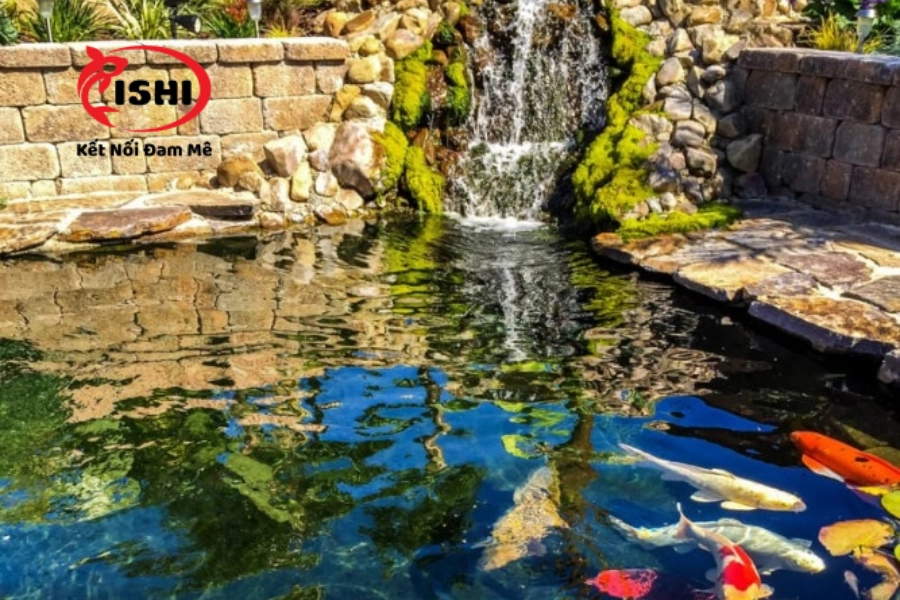Địa Điểm Mua Cá Koi Uy Tín, Chất Lượng Tại Phú Yên | IshiKoi Farm
