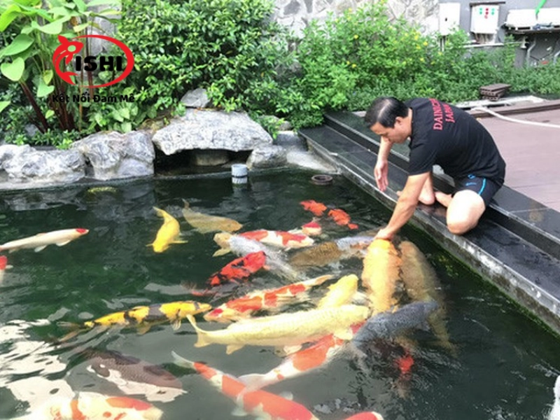 Lưu ý khi lựa chọn và bảo quản cám cho cá koi