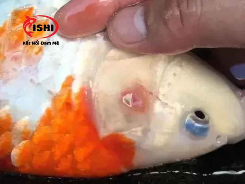 Nấm ở cá koi là một trong những nguyên nhân gây nên bệnh ngủ