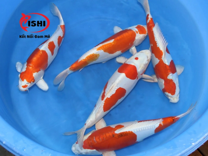 Cá koi Doitsu