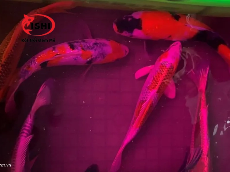 Tắm thuốc tím cho cá koi