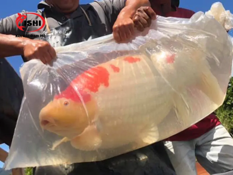 Hướng dẫn chi tiết cách vận chuyển cá Koi