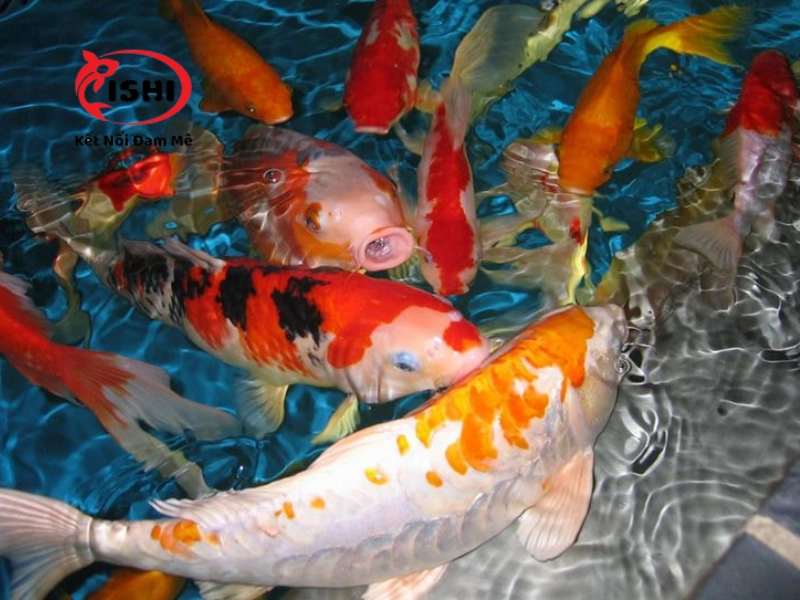 Xây dựng chế độ dinh dưỡng cho cá koi đúng cách