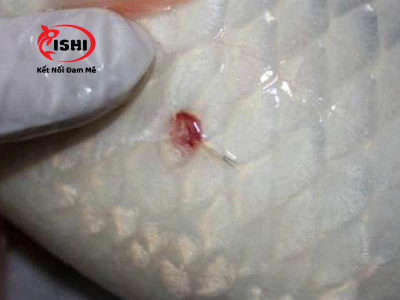 Trùng mỏ neo ở cá koi