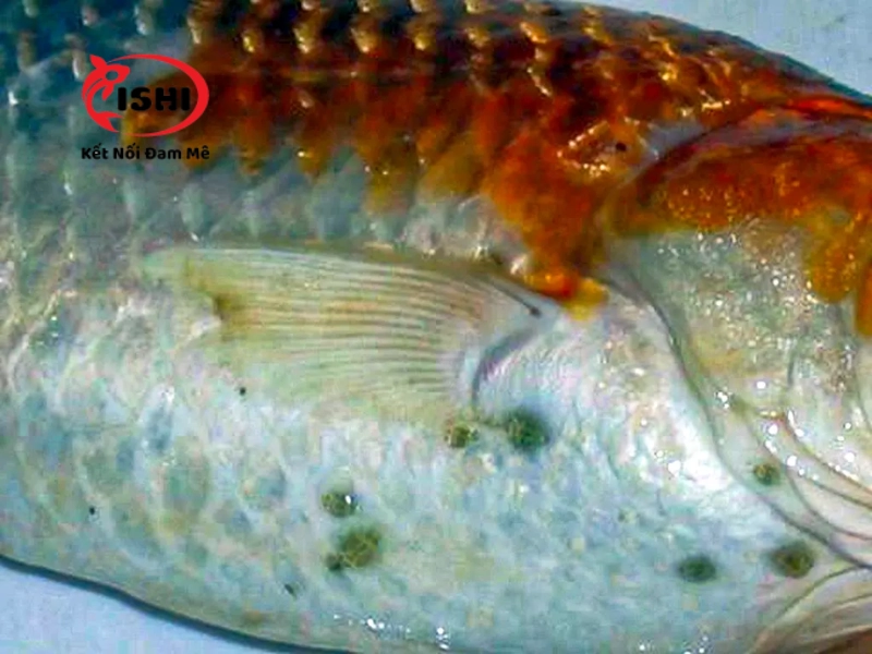Những dấu hiệu cá koi bị nhiễm rận nước