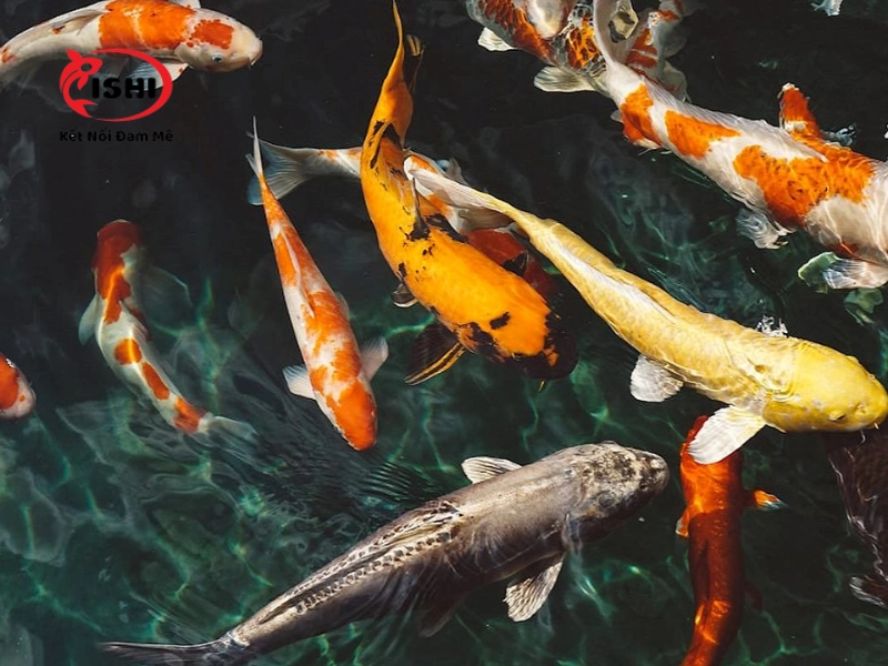 Thông tin liên hệ và chính sách bán hàng của IshiKoi Farm