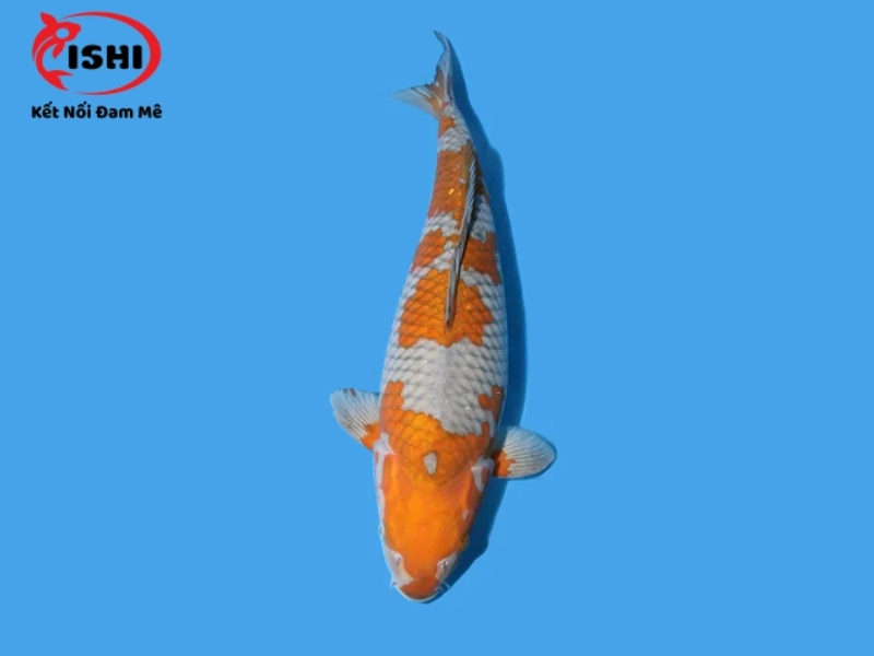Cá Koi Ochiba