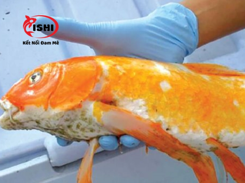 Nguyên nhân khiến cá koi bị nấm trắng