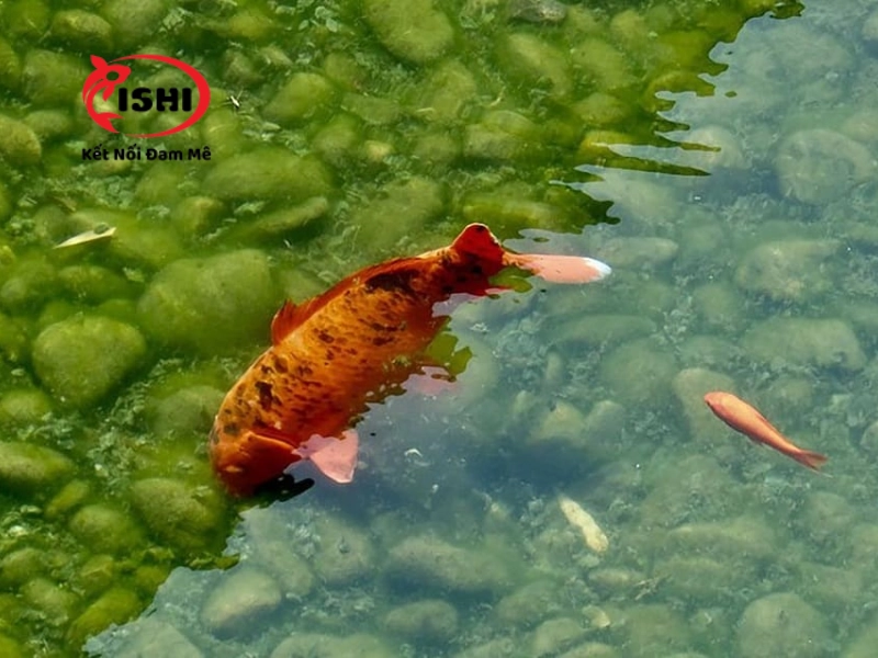 Những nguyên nhân khiến cá koi bị đỏ mình 
