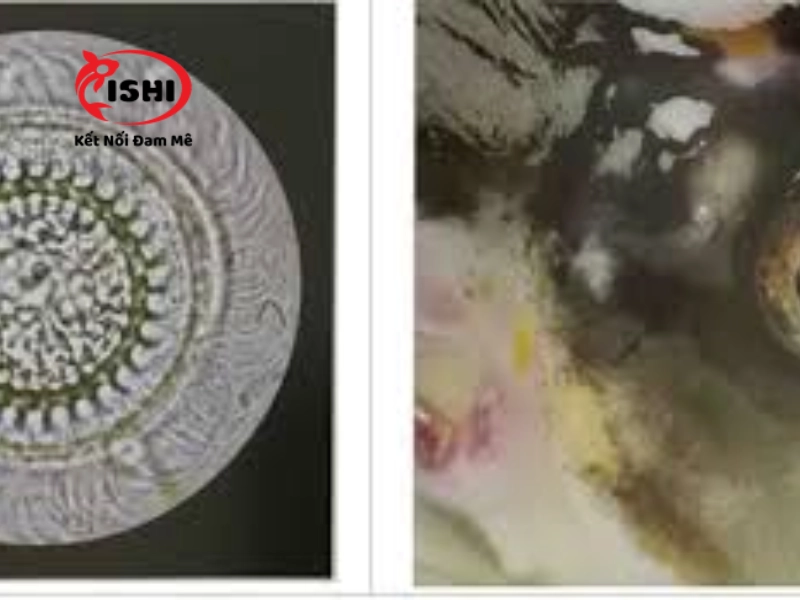 Những nguyên nhân gây bệnh trùng bánh xe cho cá koi