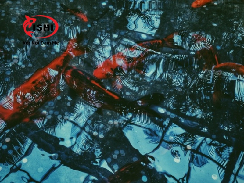 Thông tin liên hệ và chính sách bán hàng của IshiKoi Farm