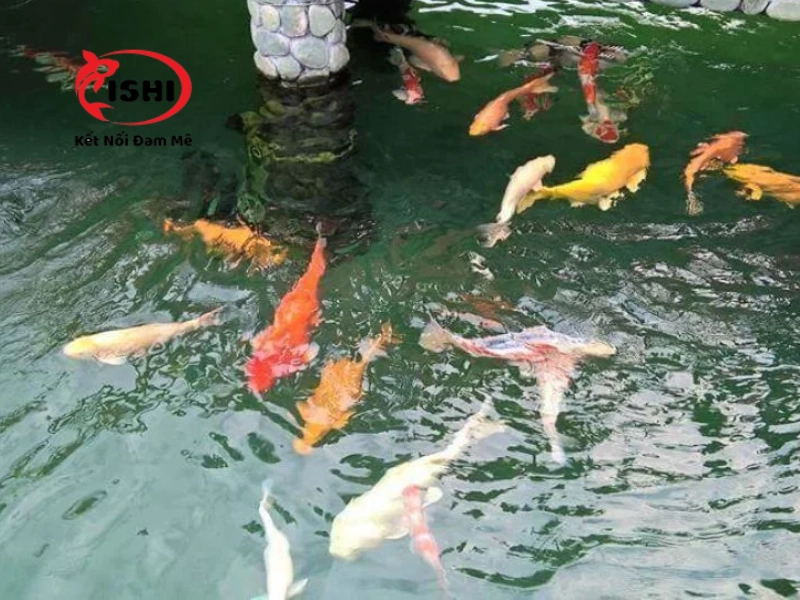 Cách thả cá Koi vào hồ đúng cách